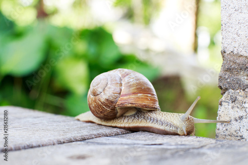 the snail crawls on a wooden background in the garden