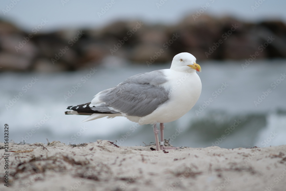 möwe