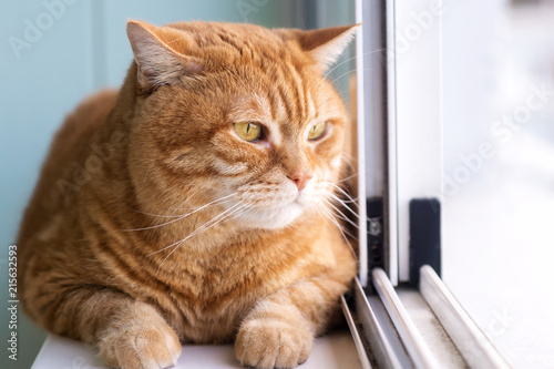 thick red cat sits on the windowsill and looks out the window