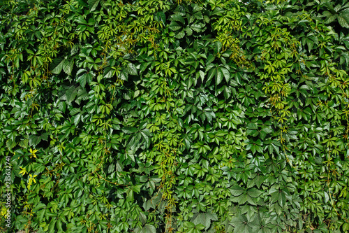 Fototapeta Naklejka Na Ścianę i Meble -  background green wall covered with loach