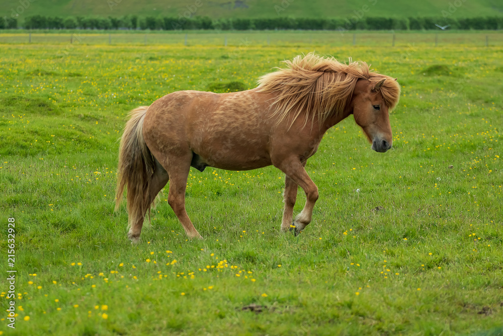 Obraz premium Junge Islandpferde