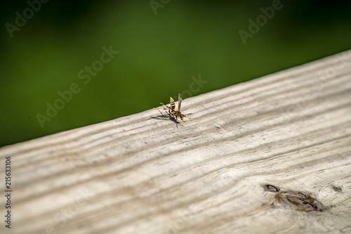 Intimidating Paper Wasp