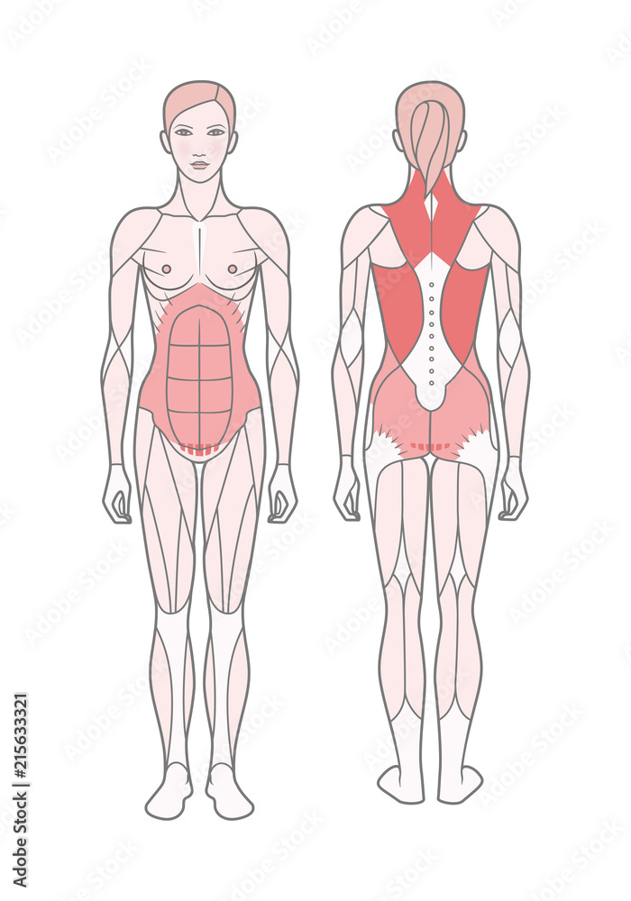 Figure of the woman, the scheme of the basic trained muscles. Front and rear view. Isolated on white background Figure of the woman, the scheme of the basic trained muscles. Front and rear view. Isolated on white background