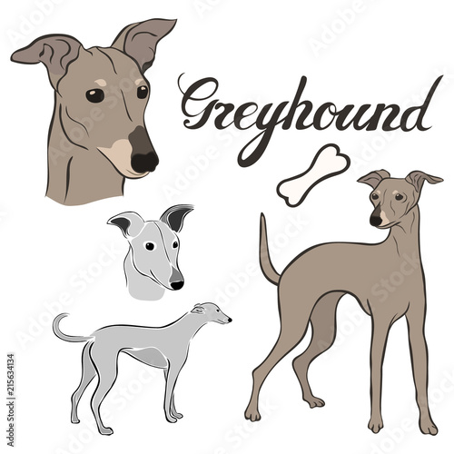 Greyhound dog breed vector illustration set isolated. Doggy image in minimal style  flat icon. Simple emblem design for pet shop  zoo ads  label design animal food package element. Realistic dog sign