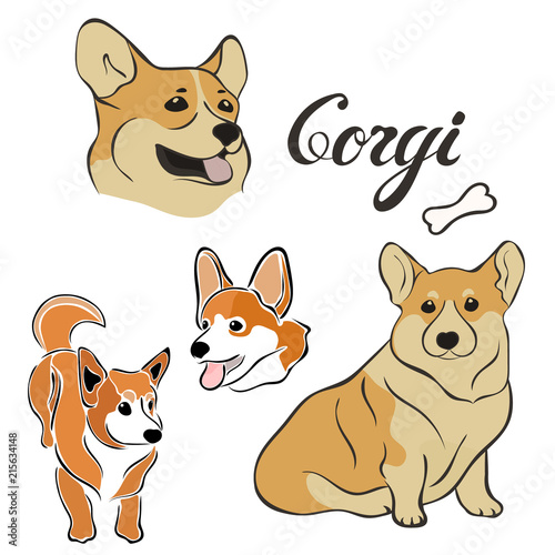 Corgi dog breed vector illustration set isolated. Doggy image in minimal style, flat icon. Simple emblem for pet shop, zoo ads, label design animal food package element. Realistic dog sign