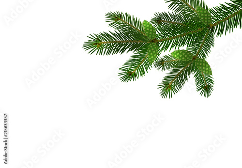 Green realistic branch of fir or pine close-up with cones. branched out. Isolated on white background. illustration