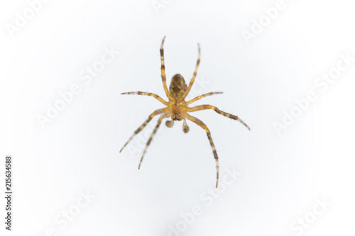 araignée en embuscade spider in ambush