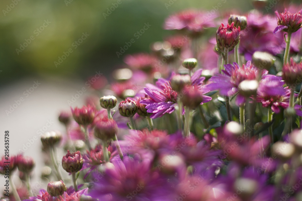 autumn aster pink