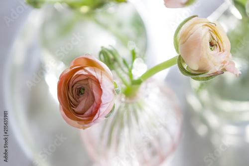 beautiful ranunculus flowers  photo