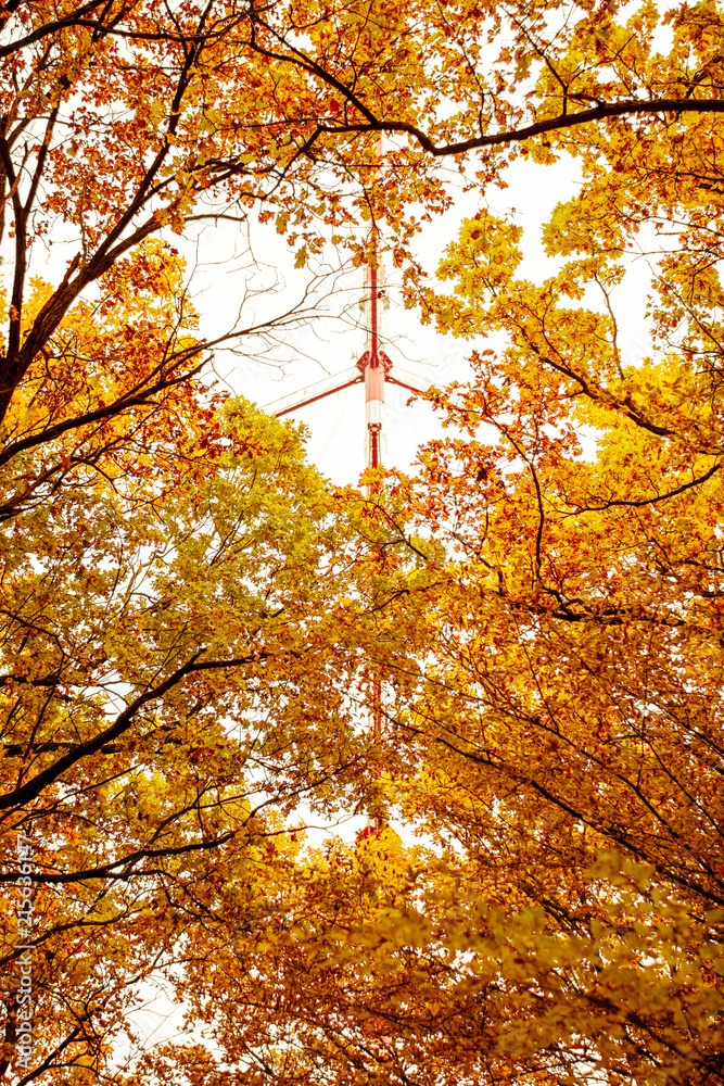 Photo of orange autumn forest with leaves Photo of orange autumn forest with leaves