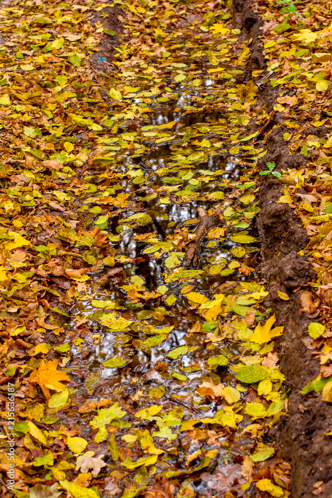 Photo of orange autumn forest with leaves and water Photo of orange autumn forest with leaves and water