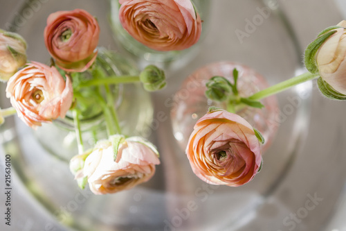 beautiful ranunculus flowers 