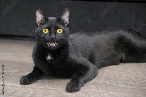 black bombay cat with bright yellow eyes photo