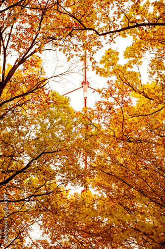Photo of orange autumn forest with leaves