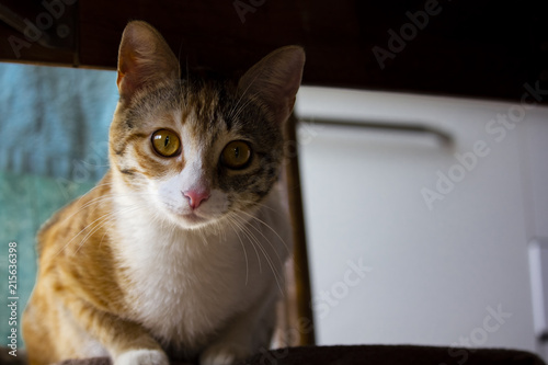 Sitting ginger cat © Nazli