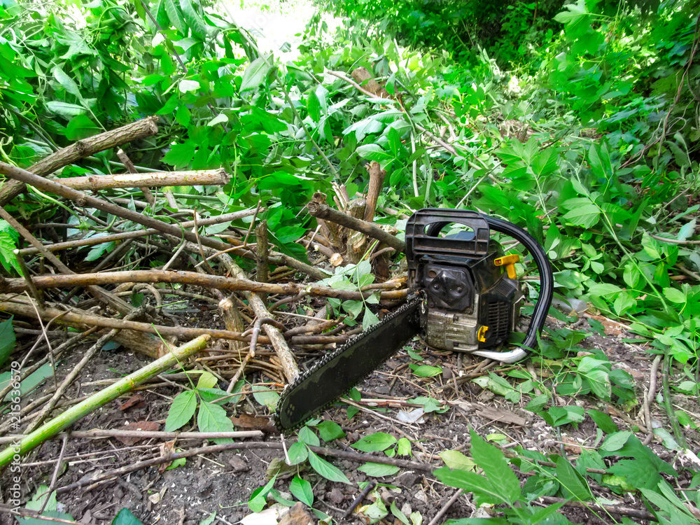 The chainsaw lies on the ground among cut branches of a bush with green foliage. The concept of territory improvement, pruning of branches, cutting of trees and bushes The chainsaw lies on the ground among cut branches of a bush with green foliage. The concept of territory improvement, pruning of branches, cutting of trees and bushes