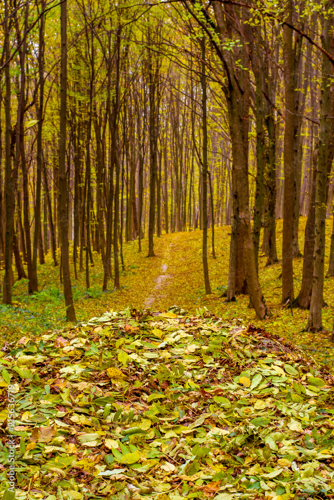 Photo of orange autumn forest with leaves and road Photo of orange autumn forest with leaves and road