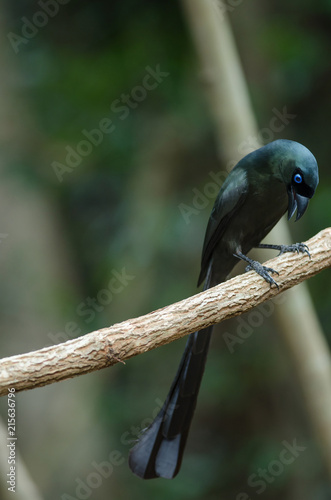 Racket-tailed Treepie standing on tree photo