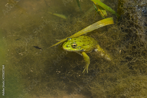Wasserfrosch im Teich