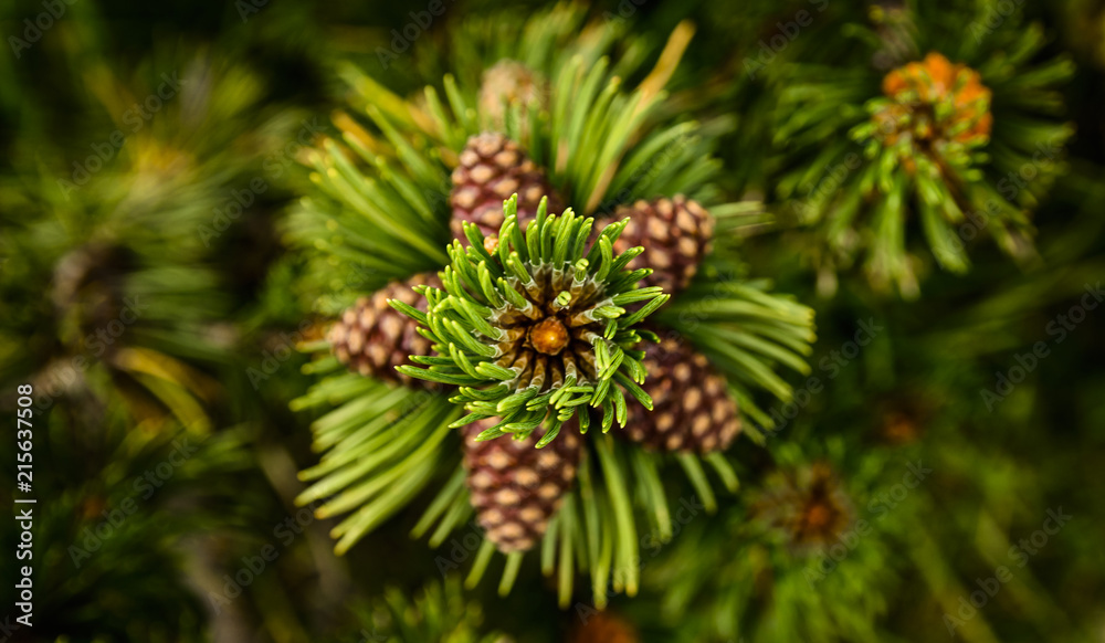Mountain pine Mountain pine