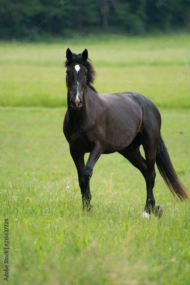 Deutsches Reitpferd auf der Weide