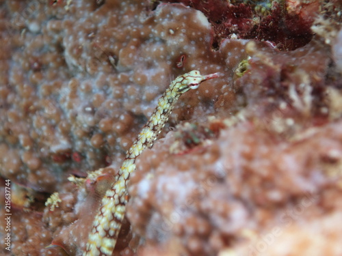 Network Pipefish (Corythoichthys flavofasciatus), lying on stony coral, Great Barrier Reef, UNESCO World Heritage Site photo