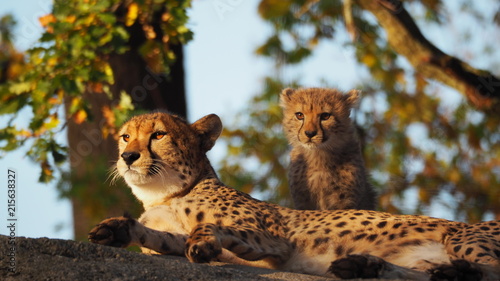 junger und alter gepard