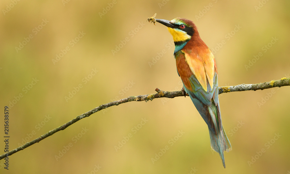 European bee eater (Merops apiaster)