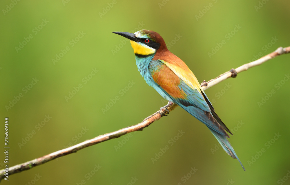 European bee eater (Merops apiaster)