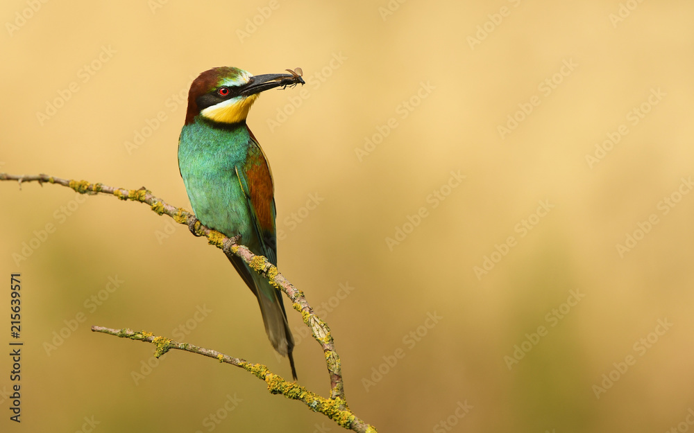 European bee eater (Merops apiaster) European bee eater (Merops apiaster)