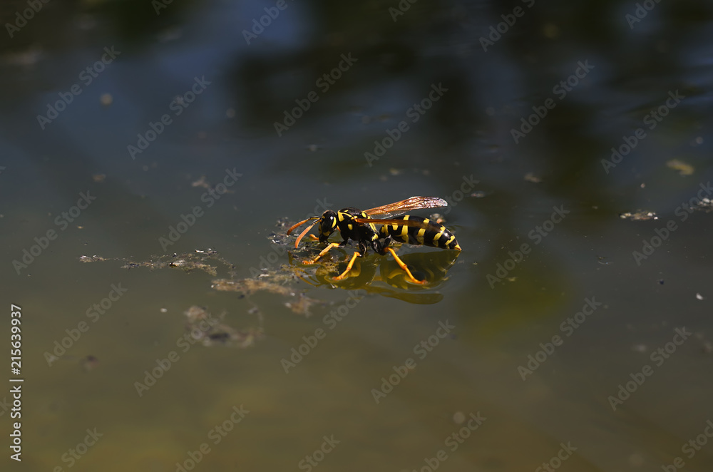 the wasp sat down on the surface of the water to quench your thirst on a hot, summer, sunny day