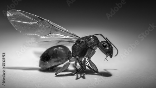 Close up of a flying ant