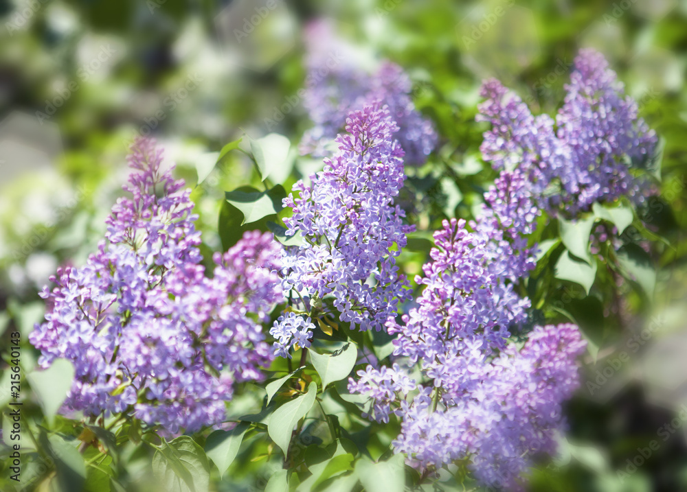 Obraz premium blossoming lilac