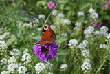 Peacock Butterfly dancing on a flower ball