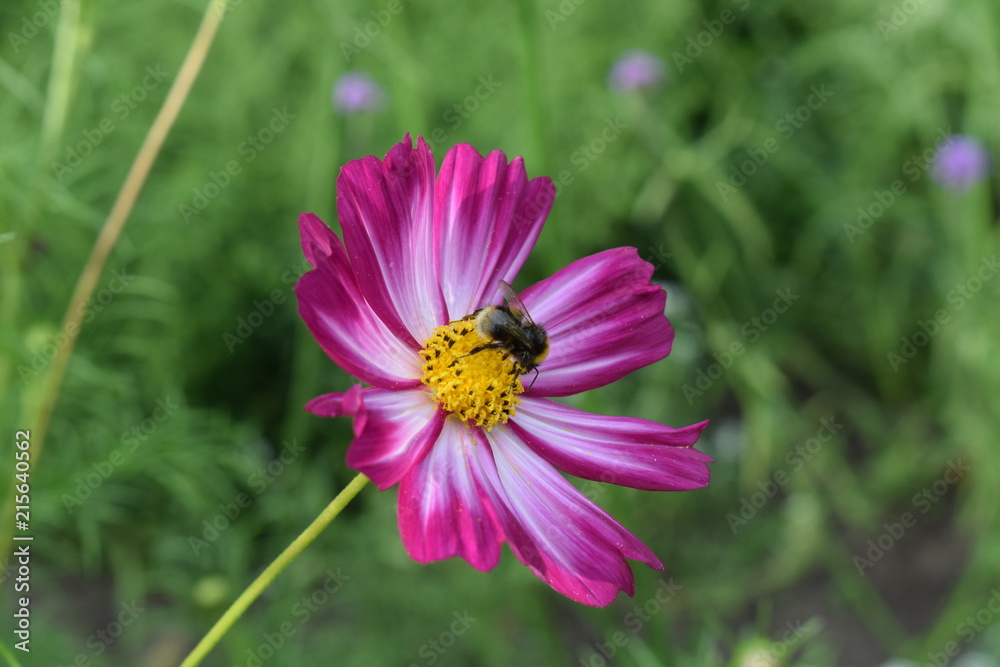 Big Cosmos flower as an inverted umbrella. Big Cosmos flower as an inverted umbrella.