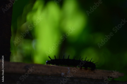 Schwarze Raupe eines Tagpfauenauge als  Silhouette vor grüner Natur mit viel Textfreiraum photo