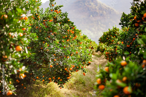 Fotografiet Mandarin orchard ready to be harvested