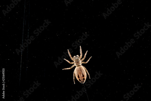 spider while laying web on black background photo