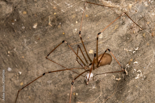 spitting spider with eggs photo