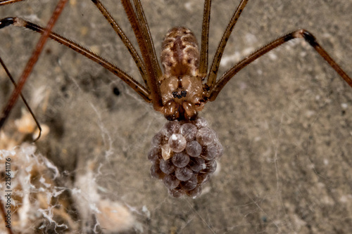 spitting spider with eggs photo