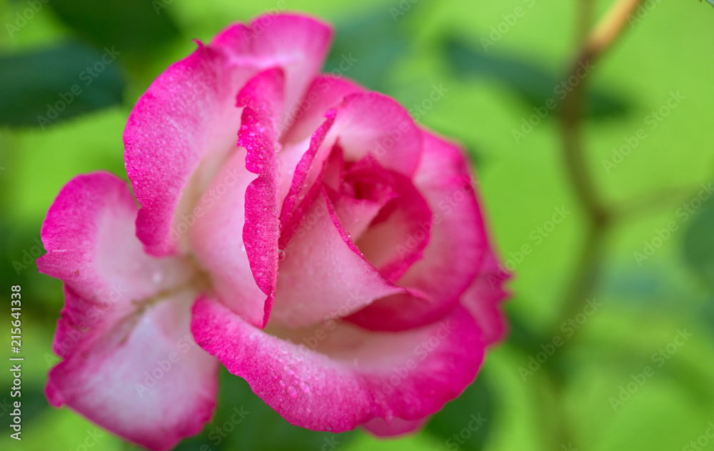Pink rose closeup with watwr drop.