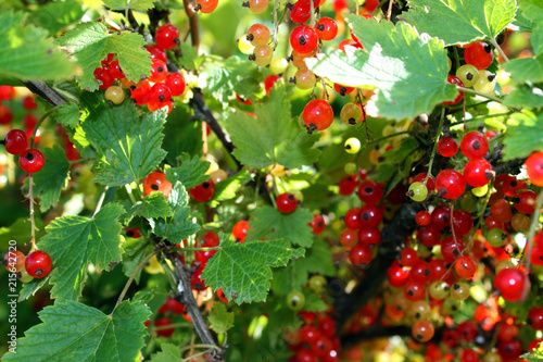 Close-up bush of red currant. Branch with rip berries of red currant. Horizontal view.