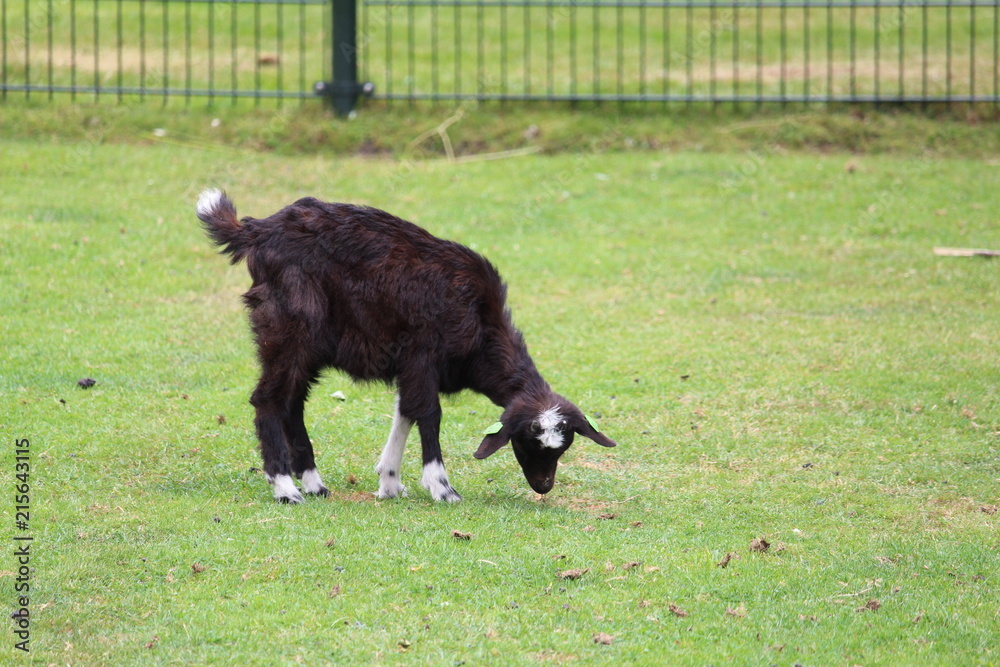 Fototapeta premium Goat On A Sunny Day