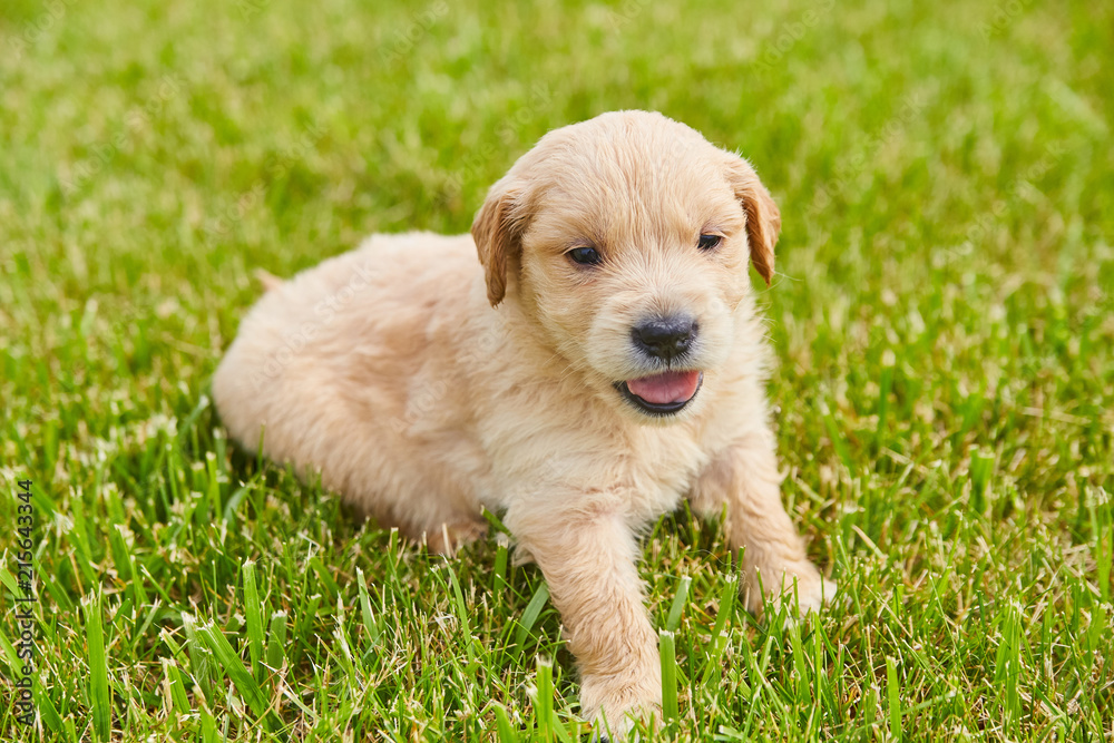 Cute Golden Retriever Puppy Cute Golden Retriever Puppy