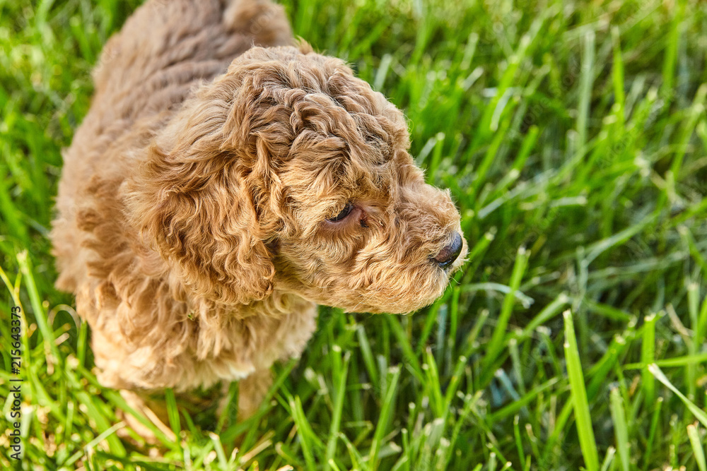Fototapeta premium Puppy Mini Goldendoodle Cute