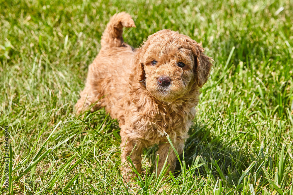 Puppy Mini Goldendoodle Cute