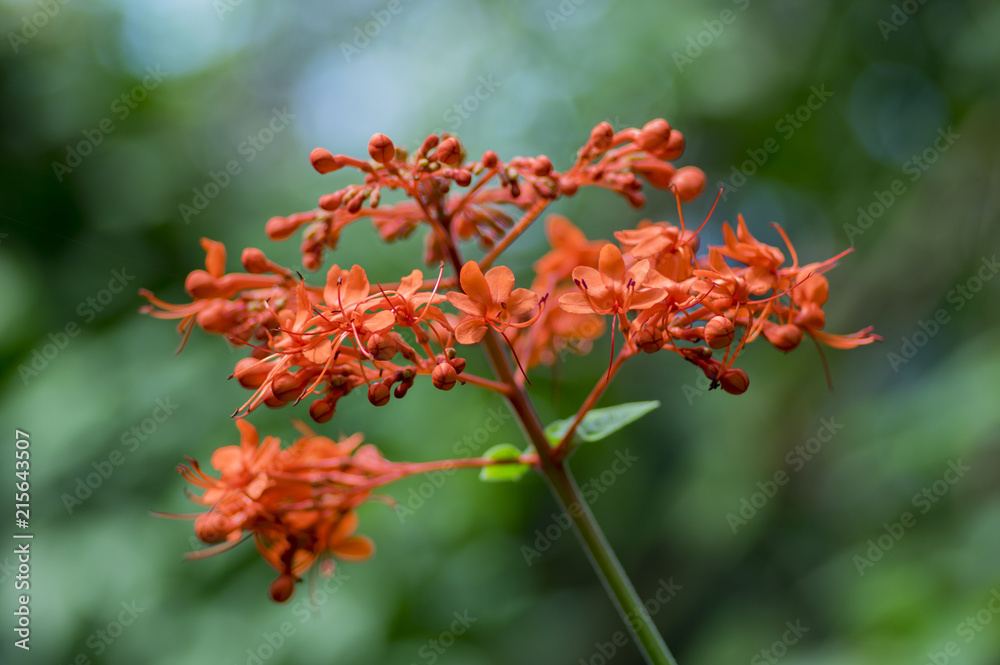 Clerodendrum speciosissimum tropical shrub in bloom, red orange flowering plant Clerodendrum speciosissimum tropical shrub in bloom, red orange flowering plant
