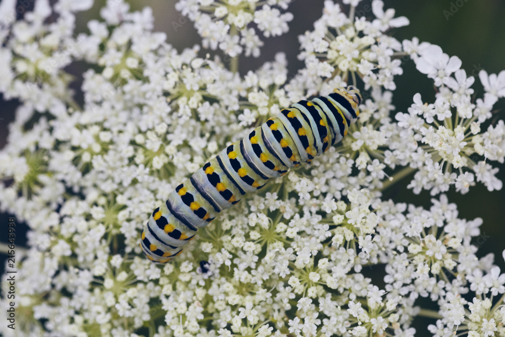Naklejka premium Young Colorful Caterpillar White Yellow Black on Flower