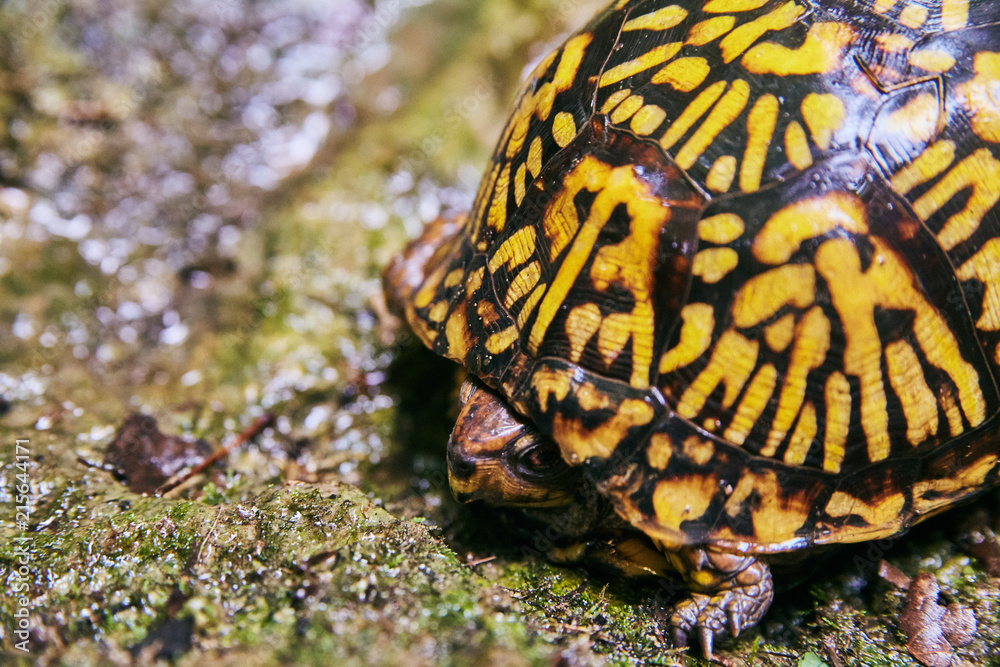 Obraz premium Turtle Gold Brown Shell in Nature