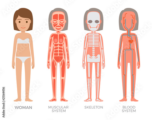 Woman Muscular Skeleton and Blood Systems Struct